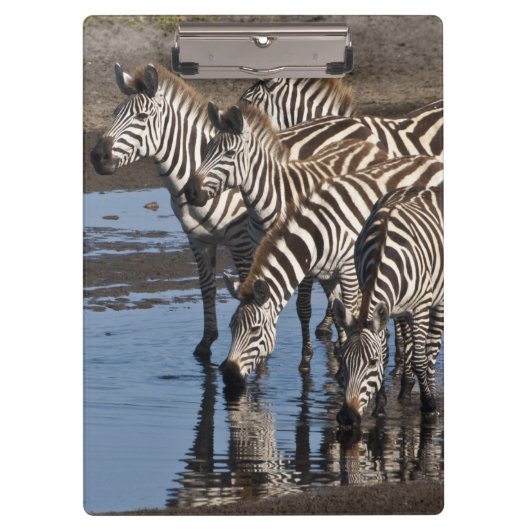 Afrika. Tansania Zebras trinken in Ndutu Klemmbrett (Vorderseite)