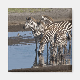 Afrika. Tansania. Zebras trinken in Ndutu Magnet