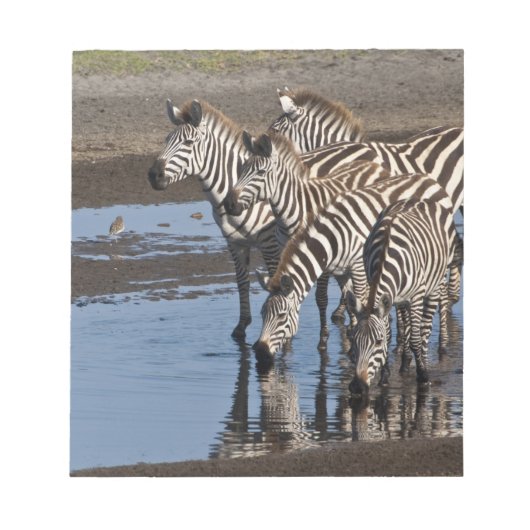 Afrika. Tansania Zebras trinken in Ndutu Notizblock (Vorderseite)
