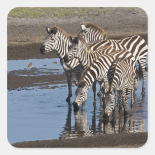 Afrika. Tansania Zebras trinken in Ndutu Quadratischer Aufkleber