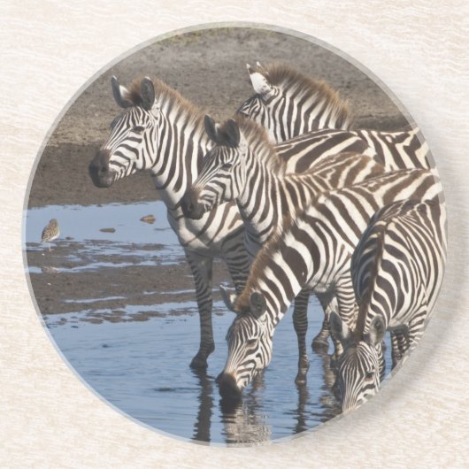 Afrika. Tansania Zebras trinken in Ndutu Sandstein Untersetzer (Vorne)