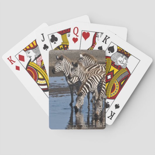 Afrika. Tansania Zebras trinken in Ndutu Spielkarten (Rückseite)