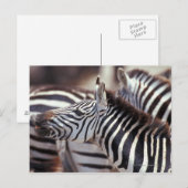 Afrika, Tansania, Zebrasherde Postkarte (Vorne/Hinten)
