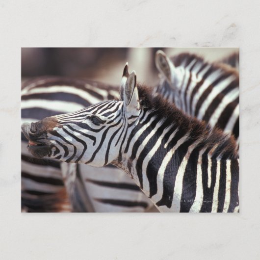 Afrika, Tansania, Zebrasherde Postkarte (Vorderseite)