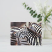 Afrika, Tansania, Zebrasherde Postkarte (Stehend Vorderseite)