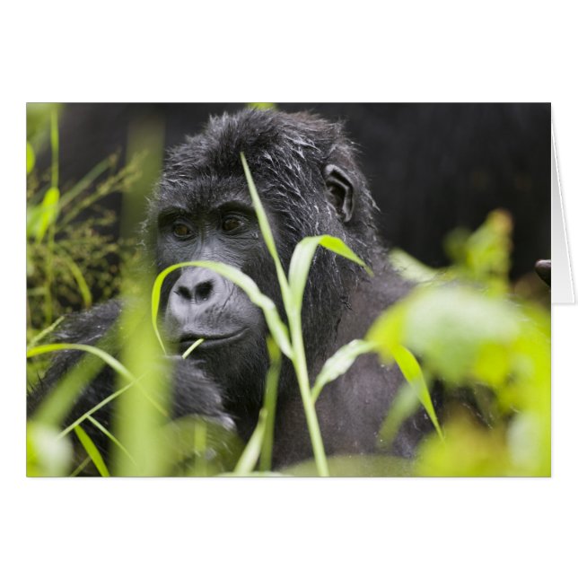 Afrika Uganda, Bwindi (Vorderseite (Horizontal))