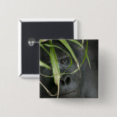 Afrika, Uganda, Bwindi Button (Vorne & Hinten)