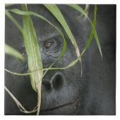 Afrika, Uganda, Bwindi Fliese (Vorderseite)