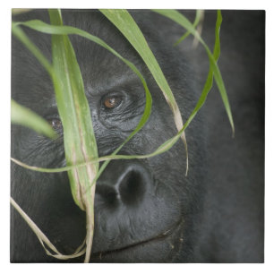Afrika, Uganda, Bwindi Fliese