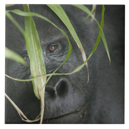 Afrika, Uganda, Bwindi Fliese (Vorderseite)
