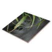 Afrika, Uganda, Bwindi Fliese (Seite)