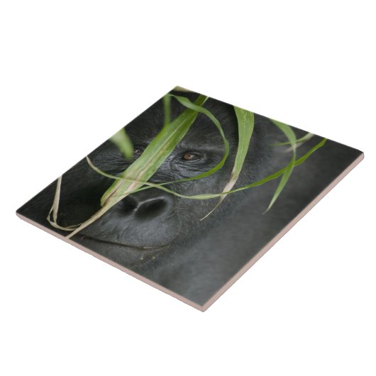 Afrika, Uganda, Bwindi Fliese (Seite)