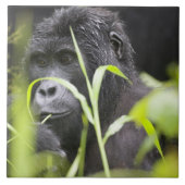 Afrika Uganda, Bwindi Fliese (Vorderseite)