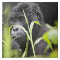 Afrika Uganda, Bwindi