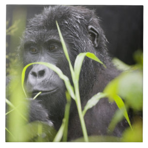 Afrika Uganda, Bwindi Fliese