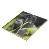 Afrika Uganda, Bwindi Fliese (Seite)