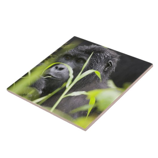 Afrika Uganda, Bwindi Fliese (Seite)