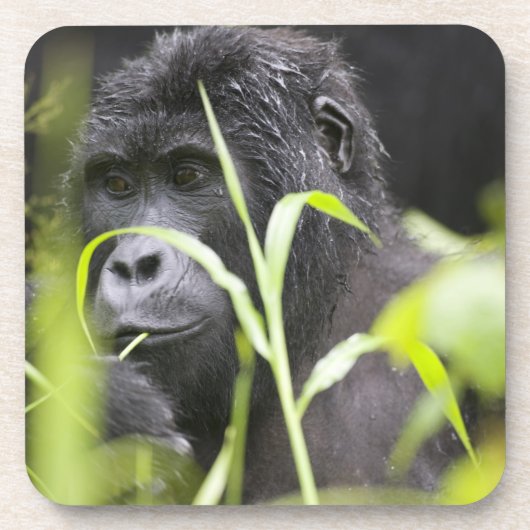 Afrika Uganda, Bwindi Getränkeuntersetzer (Vorderseite)