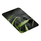 Afrika, Uganda, Bwindi Magnet (Rechte Seite)