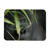 Afrika, Uganda, Bwindi Magnet (Horizontal)