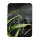 Afrika, Uganda, Bwindi Magnet (Vertikal)