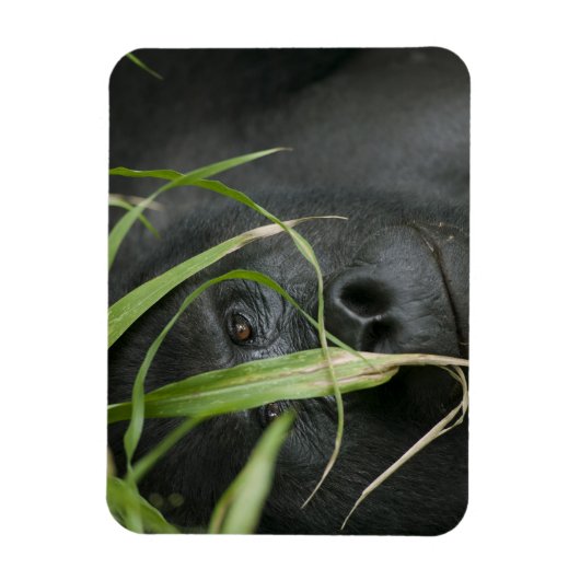 Afrika, Uganda, Bwindi Magnet (Vertikal)