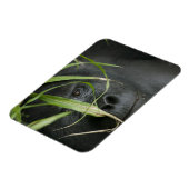 Afrika, Uganda, Bwindi Magnet (Linke Seite)