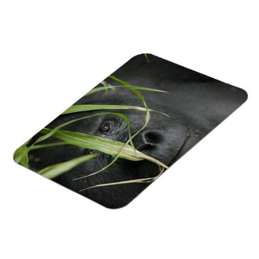 Afrika, Uganda, Bwindi Magnet (Linke Seite)