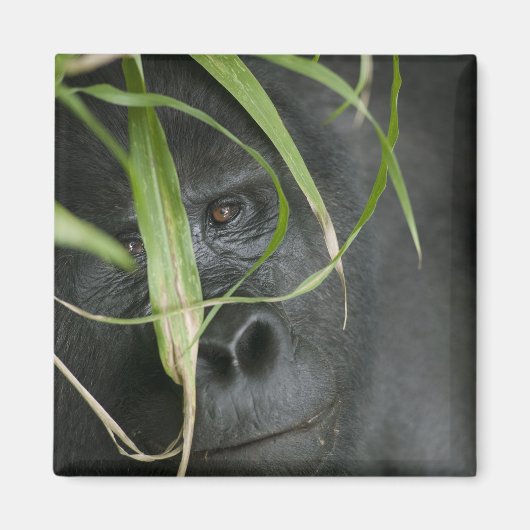 Afrika, Uganda, Bwindi Magnet (Vorne)
