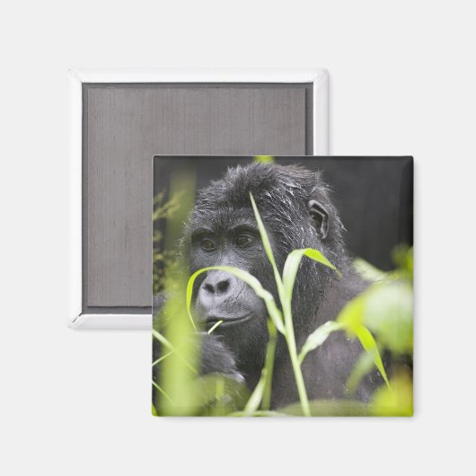 Afrika Uganda, Bwindi Magnet (Vorderseite/Rückseite)