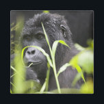 Afrika Uganda, Bwindi Magnet<br><div class="desc">COPYRIGHT Paul Souders / DanitaDelimont.com | AF48 PSO054.jpg | Afrika,  Uganda,  Bwindi Impenetrable National Park,  Adult Mountain Gorilla (Gorilla gorilla beringei) im Regenwald</div>