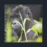 Afrika Uganda, Bwindi Magnet<br><div class="desc">COPYRIGHT Paul Souders / DanitaDelimont.com | AF48 PSO054.jpg | Afrika,  Uganda,  Bwindi Impenetrable National Park,  Adult Mountain Gorilla (Gorilla gorilla beringei) im Regenwald</div>