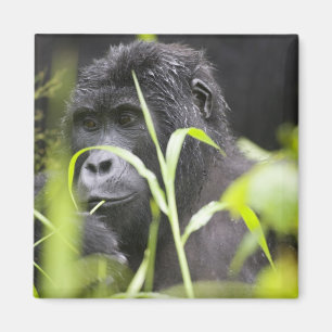 Afrika Uganda, Bwindi Magnet