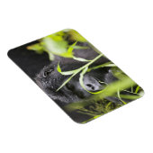 Afrika Uganda, Bwindi Magnet (Rechte Seite)