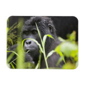 Afrika Uganda, Bwindi Magnet (Horizontal)