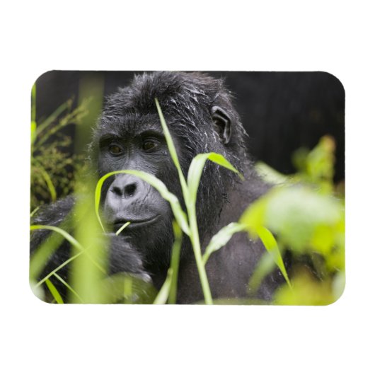 Afrika Uganda, Bwindi Magnet (Horizontal)