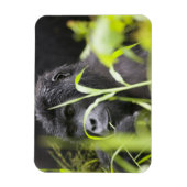 Afrika Uganda, Bwindi Magnet (Vertikal)