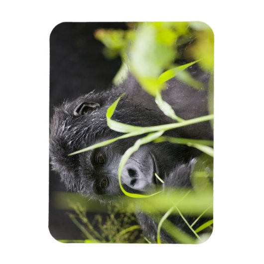 Afrika Uganda, Bwindi Magnet (Vertikal)