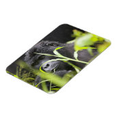 Afrika Uganda, Bwindi Magnet (Linke Seite)