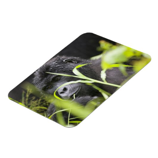 Afrika Uganda, Bwindi Magnet (Linke Seite)