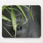 Afrika, Uganda, Bwindi Mousepad (Vorne)