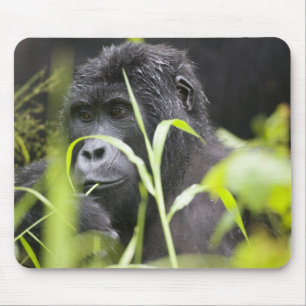 Afrika Uganda, Bwindi Mousepad
