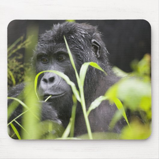 Afrika Uganda, Bwindi Mousepad (Vorne)