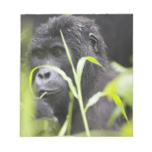 Afrika Uganda, Bwindi Notizblock (Vorderseite)