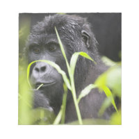 Afrika Uganda, Bwindi