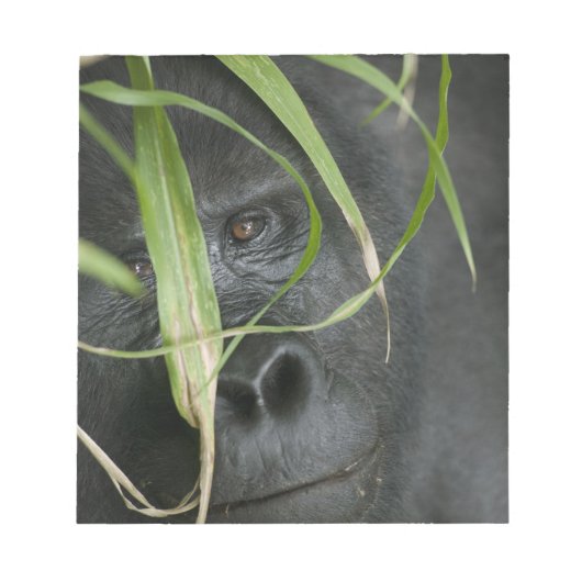 Afrika, Uganda, Bwindi Notizblock (Vorderseite)