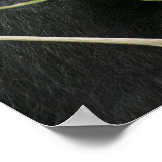 Afrika, Uganda, Bwindi Poster (Ecke)