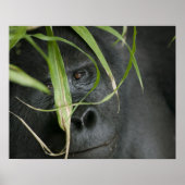 Afrika, Uganda, Bwindi Poster (Vorne)