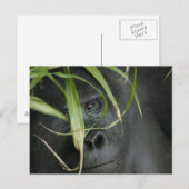 Afrika, Uganda, Bwindi Postkarte (Vorne/Hinten)