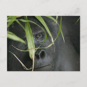 Afrika, Uganda, Bwindi Postkarte